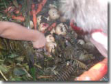 Pitcooking carrots and potatoes with sword fern greens