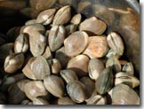 clams