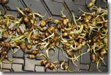 traditional root veggies